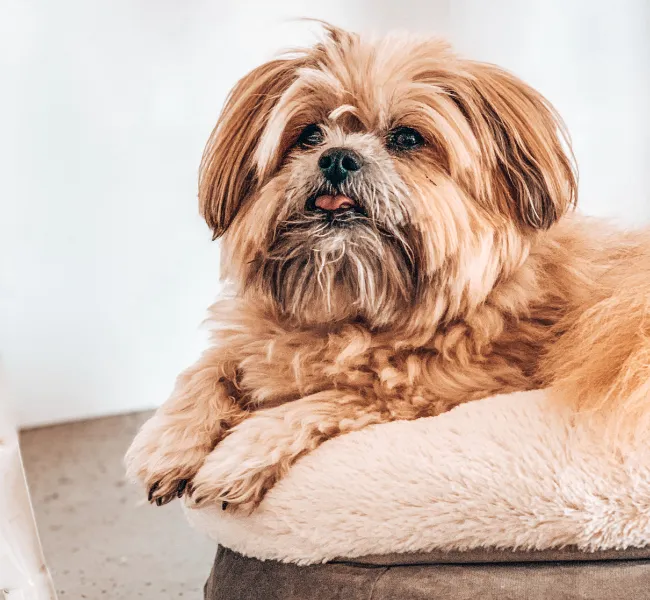 Overlook Ridge, Pet-Friendly Apartments